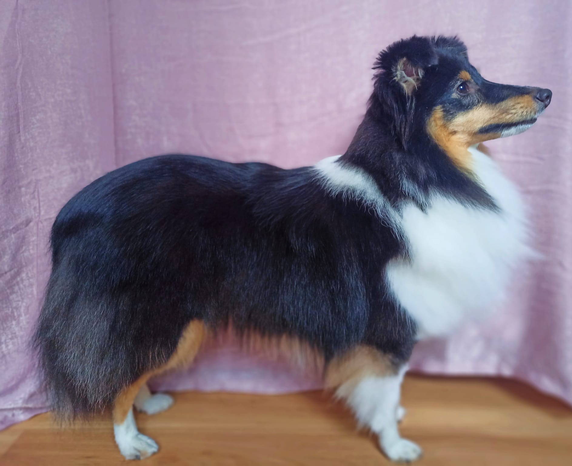 Crazy Cherry Gwen Kalidon