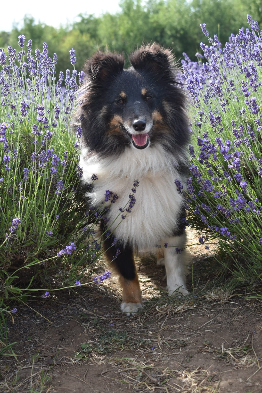 Phoebe Black Molly Van-Bery