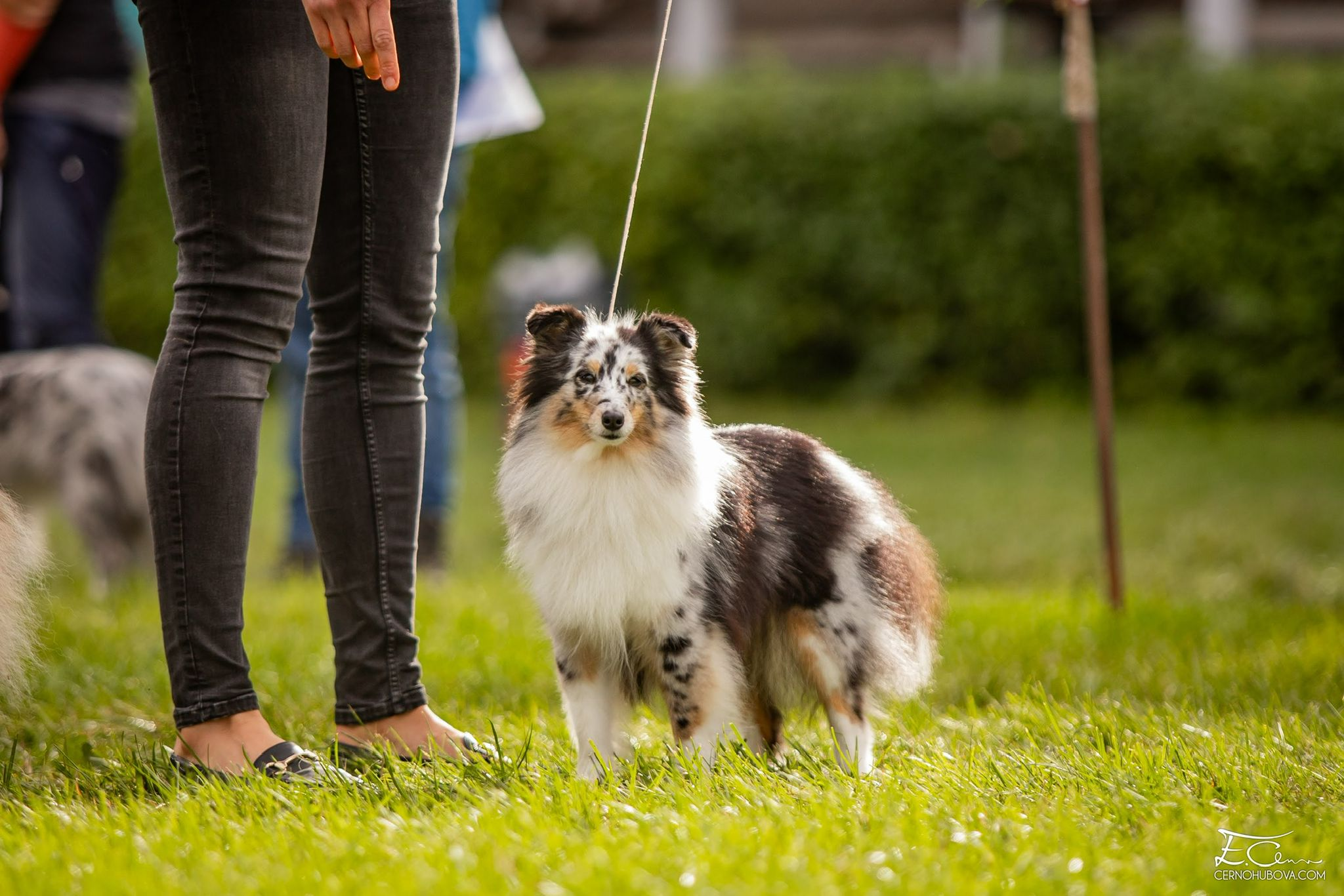 Dia Our Destiny Gwen Kalidon