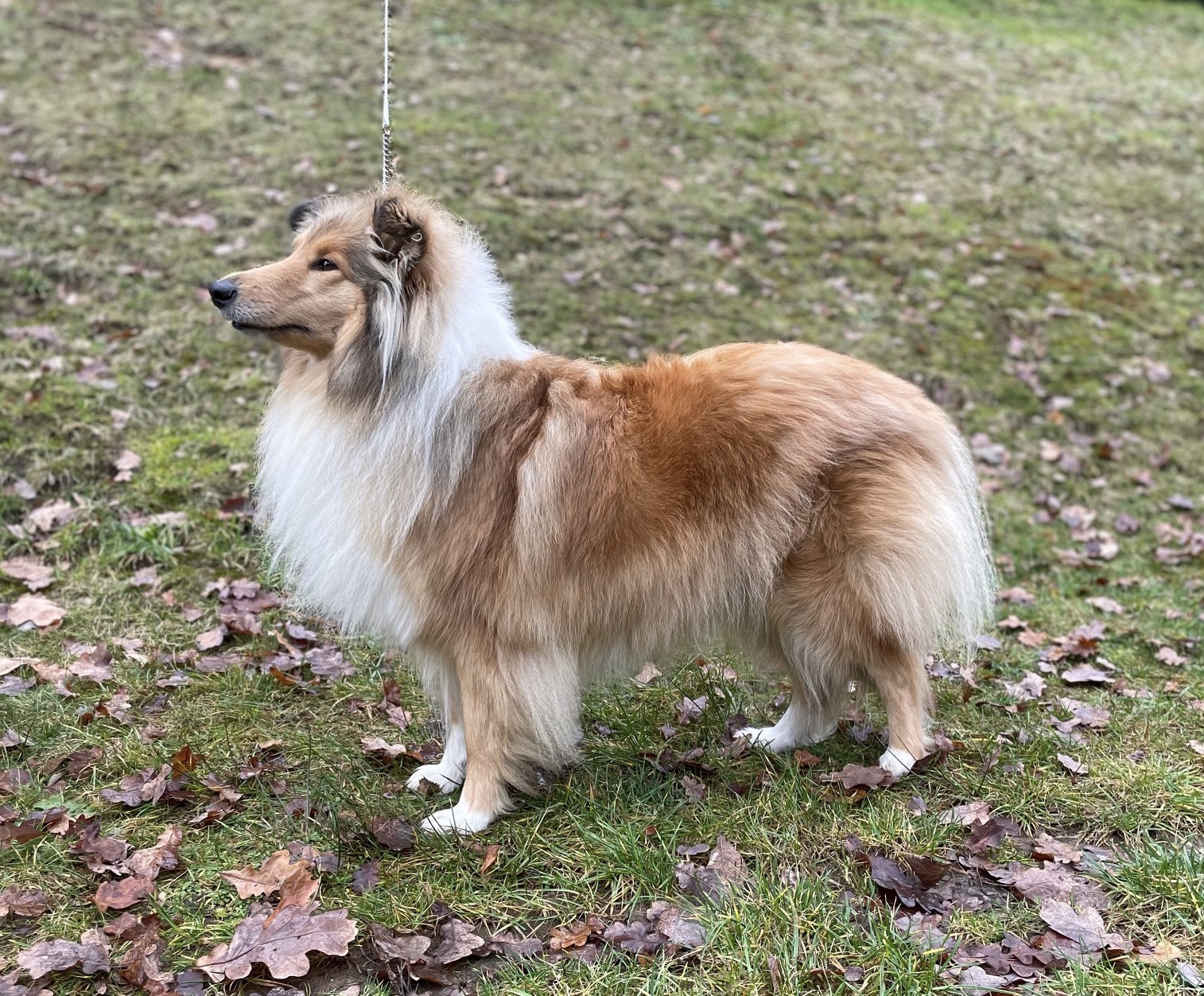 Fridens Satisfaction II