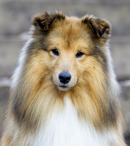 Mystery Matty z Arcamony