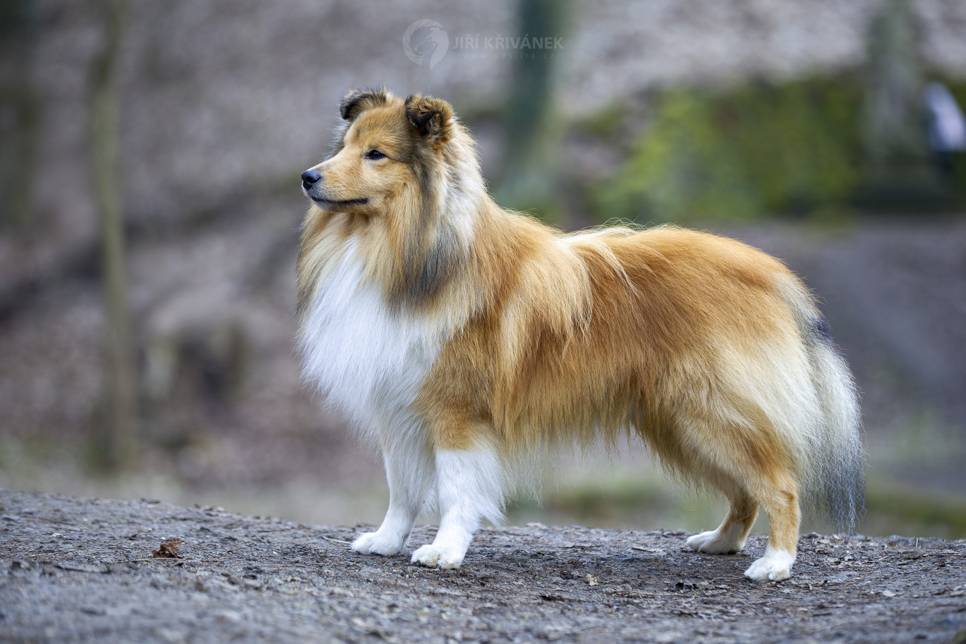 Mystery Matty z Arcamony