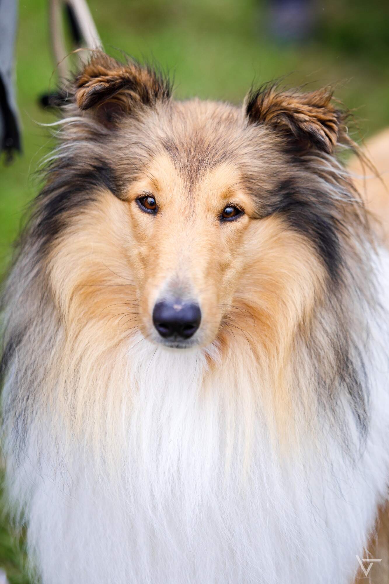 Pied Piper Von Der Ischlerbahn