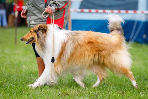 Pied Piper Von Der Ischlerbahn
